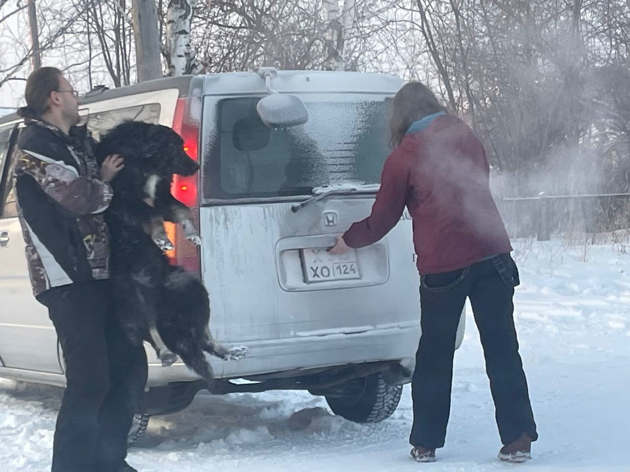 В районе продолжаются профилактические отловы бродячих собак..